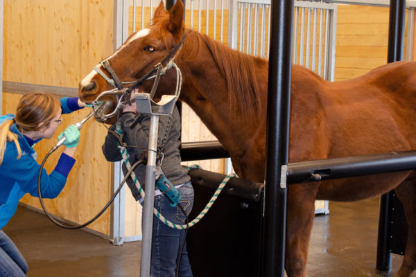 Horse Dental