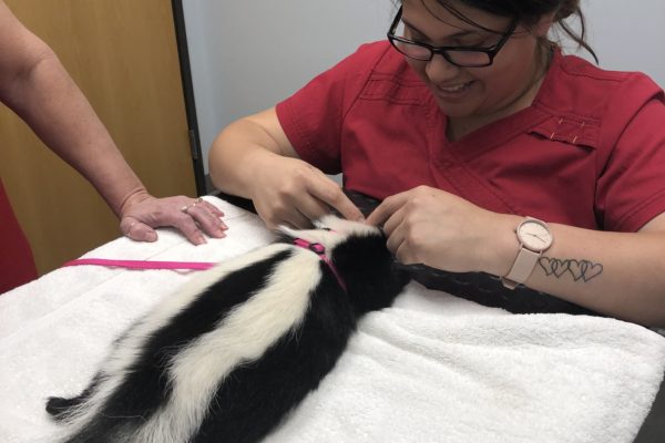 Our favorite skunk patient Moxy