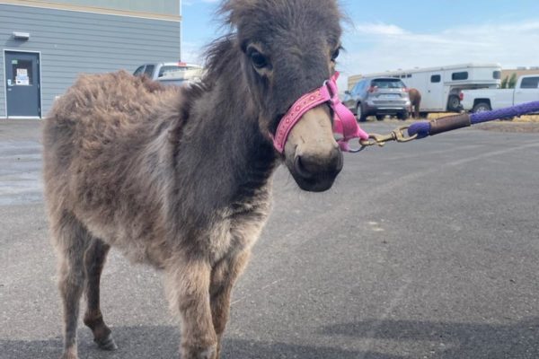 Baby Donkey Daisy