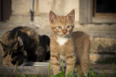 image for Ginger Cats: What makes them unique is beyond coat-deep